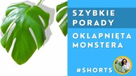 #Shorts Zwiędnięta, oklapnięta Monstera
