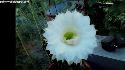 #14.  Cz. 1- Echinopsis eyriesi kwitnący kaktus time lapse co 4 minuty