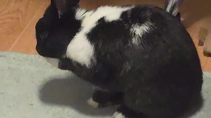 Króliczek myje łapki jak kot 