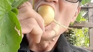 Zasądził dziadek rzepkę, a potem ją zjadł