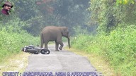 Słoń atakujący motocyklist&oacute;w