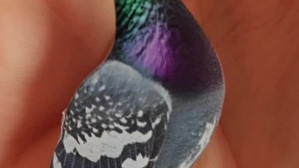 Brelok Gołąb z #Temu