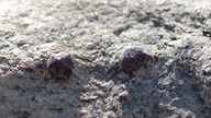 W poszukiwaniu skarb&oacute;w natury - Kamieniołom, skamieliny, granaty
