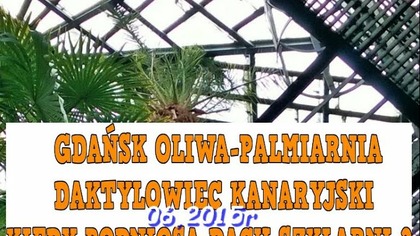 70 06 06 2015r Daktylowiec kanaryjski w palmiarni Oliwskiej OBCIĘTO LIŚCIE