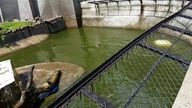 Warszawa zoo niedźwiedź