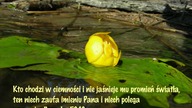 świadectwo Elżbiety Sr