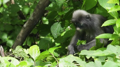 G&oacute;ry Tenasserim