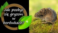 Jak pozbyłem się gryzoni w borówce.