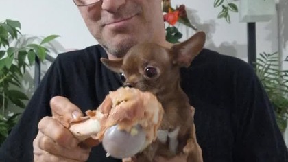 Kolacja z Tolkiem #chihuahua