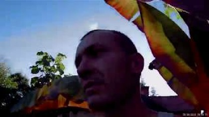 Odc 698. Dwa banany z jednego nasionka,sadzonki bananów dla papug,swojskie karmidło,ziemia,araukaria