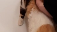 That sick meow LOL