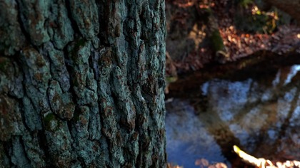 Forest Stream for Focus &bull; Real Outdoor Water Ambience
