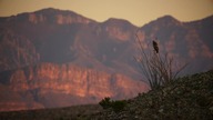 Big Bend.  Dzika przyroda Ameryki