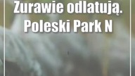 Żurawie odlatują.  Poleski Park Narodowy zaprasza na pożegnanie