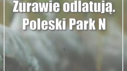 Żurawie odlatują.  Poleski Park Narodowy zaprasza na pożegnanie