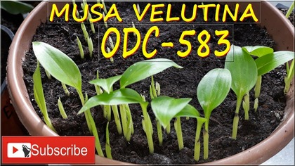 Odc-583,Cz nr 3-Przesadzanie sadzonek, siewek bananów musa velutina,sadzonki bananów
