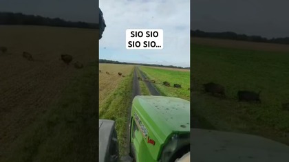 Zanim Friz został tatą, Explosion robiło porządek z dzikami  #kalwiremi #friz #dziki #dj