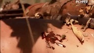 S01E22 - Nowe przygody Tarzana (1996) PL
