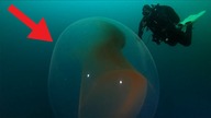 NURKOWIE znaleźli OGROMNE TAJEMNICZE JAJO w OCEANIE