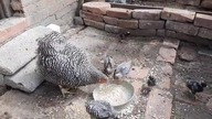 Kura Oravka z pisklętami na wybiegu