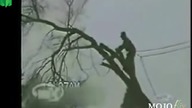 Jak nie wycinać drzew