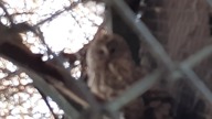 Puszczyk uralski (Strix uralensis) 