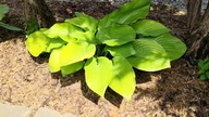 #221 Jak rośnie funkia (hosta)?