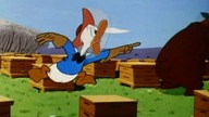 Kaczor Donald - Miś ma mi&oacute;d (1955)
