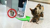 KOCIA MAMA przyniosła swoje DZIECKO do SZPITALA, reakcja LEKARZY była NIEZWYKŁA
