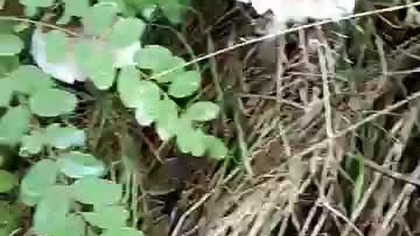 Nieznany grzyb - co zrobić, gdy nie jest się pewnym, czy znaleziony grzyb jest jadalny? PSSE Sanepid