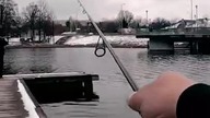 Okoń na spinning // chwilowy rekonesans