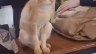 Cat balancing cigarettes on head