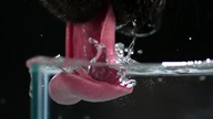 Tak pije pies w mega slow motion