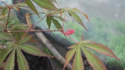 Młody Klon Palmowy Acer Palmatum http://palmywpl. blogspot. com/