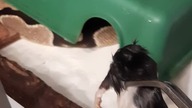 Ball Python (frozen-thawed) feeding 