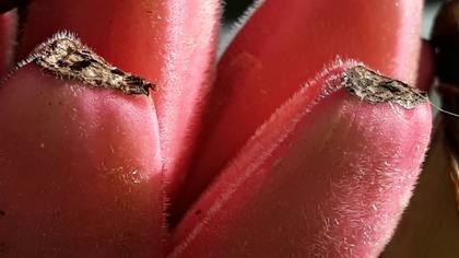 Banan Musa velutina zoom makro.  Włochaty banan 