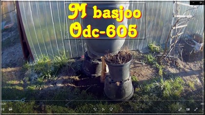 Odc-605-Testuję mrozoodporność bananowca musa basjoo !