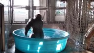 Goryl tańczący do "Maniac"