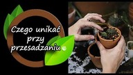 Tego nie rób przy przesadzaniu roślin.