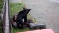 funfilm hardkorowy piesek