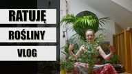 Zamierają mi ROŚLINY domowe