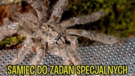 Ten samiec nie wie co to strach - Kopulacja Heteroscodra maculata!