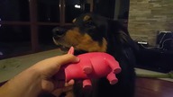 Don't... gooood boy!
