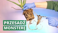 Jak przesadzić MONSTERĘ? Przesadzanie Monstery krok po kroku