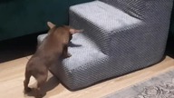 Schody dla Tolka #chihuahua