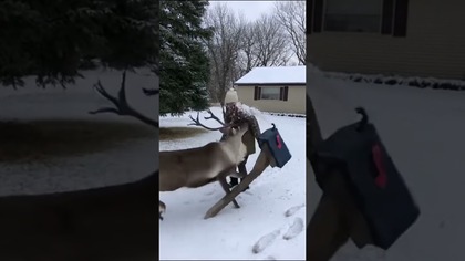 Grandma Got Reindeer