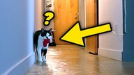 CO ROBI TWÓJ KOT, kiedy NIE MA CIĘ W DOMU?