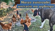  Kury wreszcie na wybiegu - Masza jak zwykle czujna