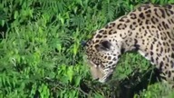 Bardzo rzadki widok. Jaguar wskakuje do wody