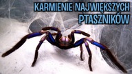 Karmienie moich NAJWIĘKSZYCH PTASZNIKÓW